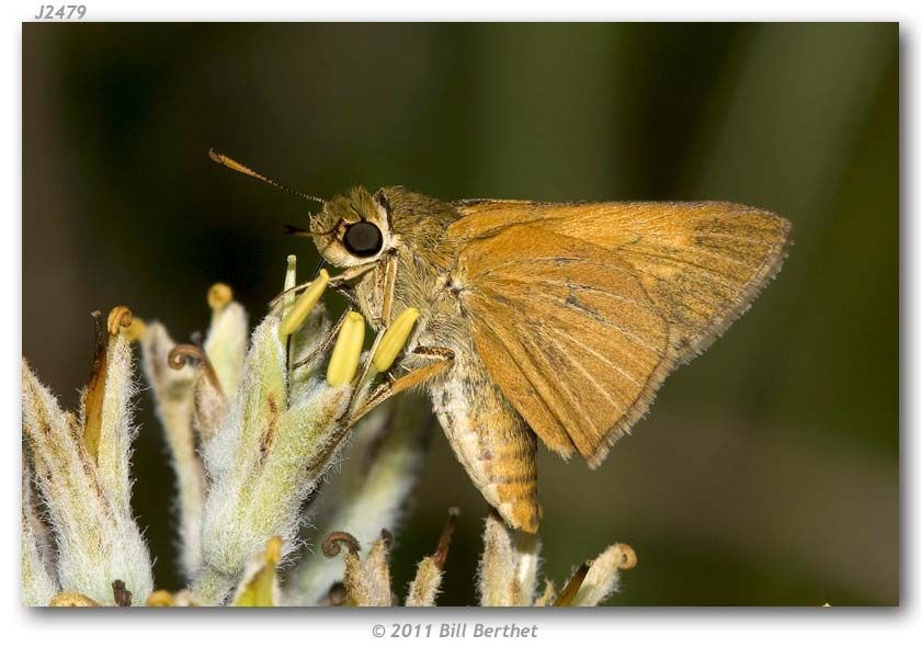 Image of Berry's Skipper