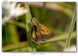 Image of Berry's Skipper