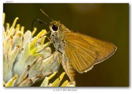 Image of Berry's Skipper