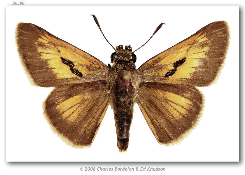 Image of Berry's Skipper