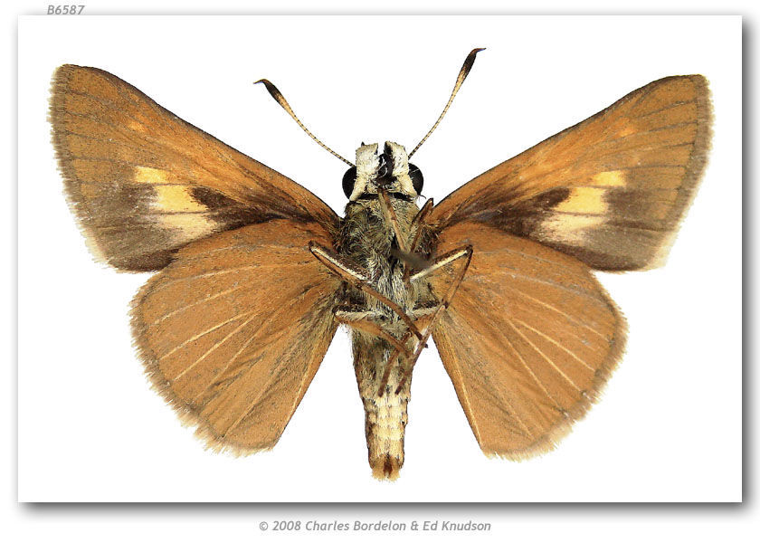 Image of Berry's Skipper