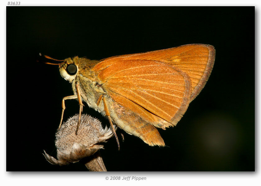 Image of Berry's Skipper