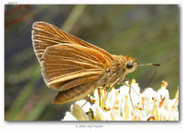 Image of Berry's Skipper