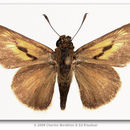 Image of Two-spotted Skipper