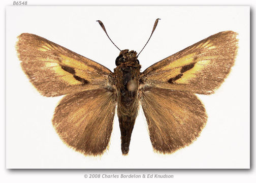 Image of Two-spotted Skipper