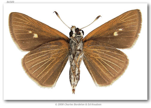 Image of Two-spotted Skipper