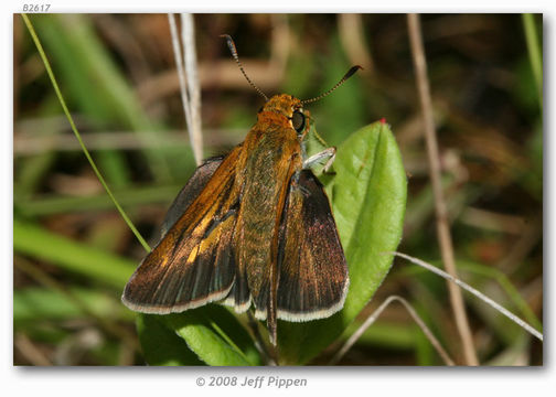 Image of Two-spotted Skipper