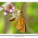 Image of Dukes' Skipper