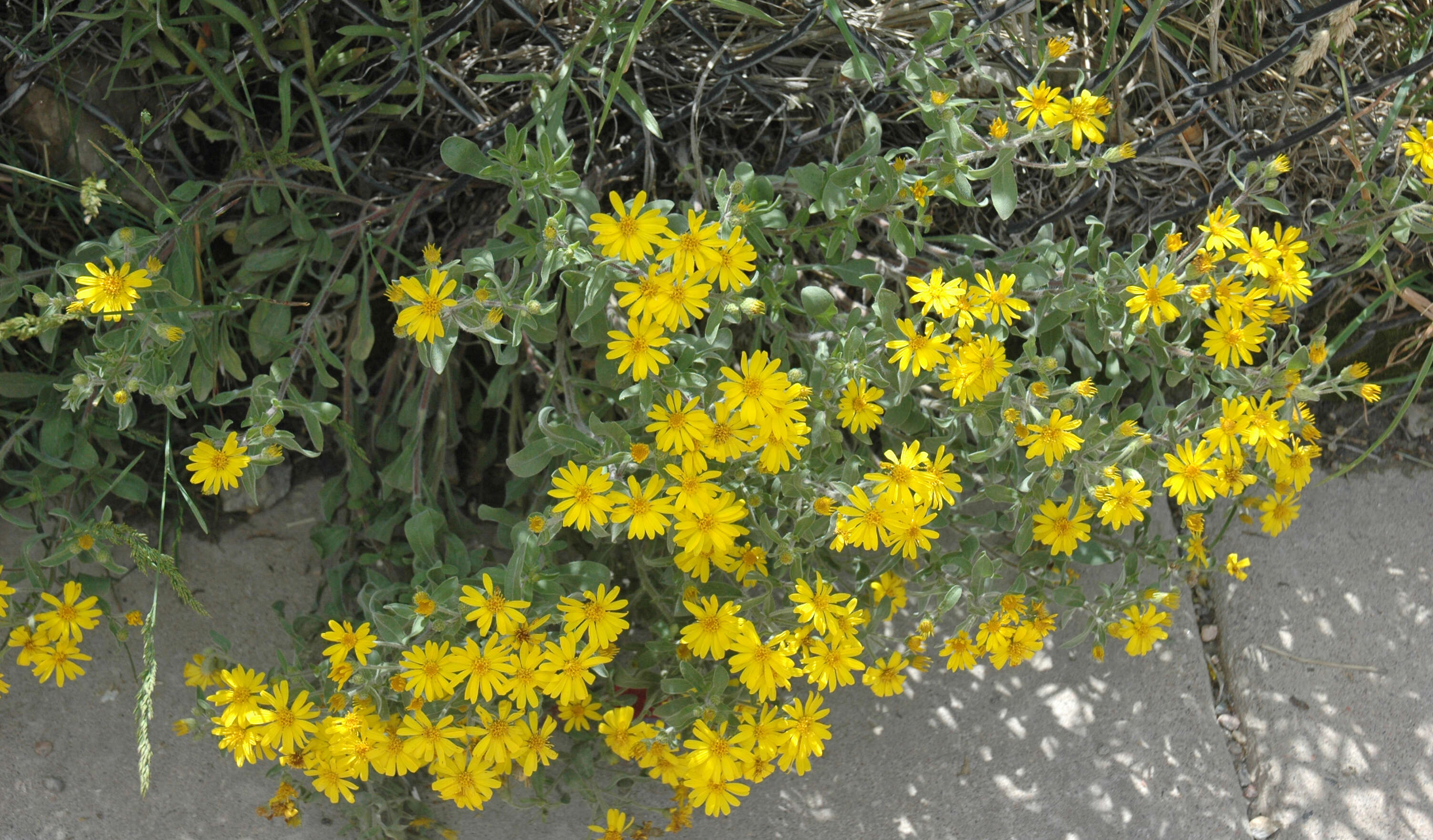 Image of alpine false goldenaster