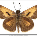 Image of Palatka Skipper