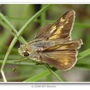 Image of Dotted Skipper