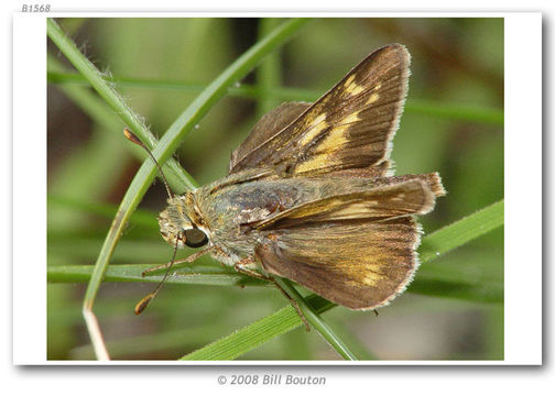 Image of Dotted Skipper