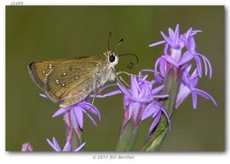 Image of Dotted Skipper