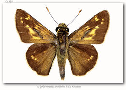 Image of Dotted Skipper