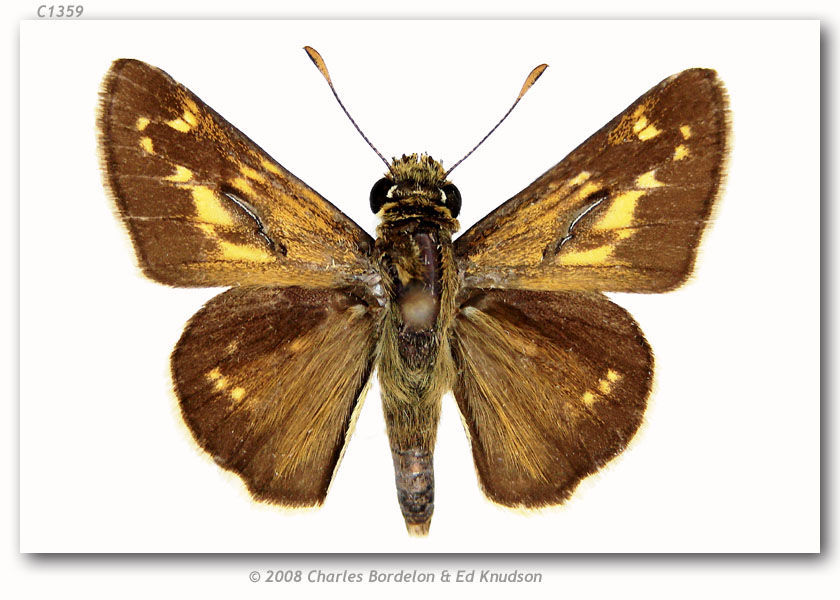 Image of Dotted Skipper