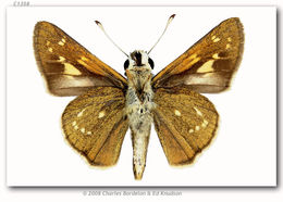 Image of Dotted Skipper