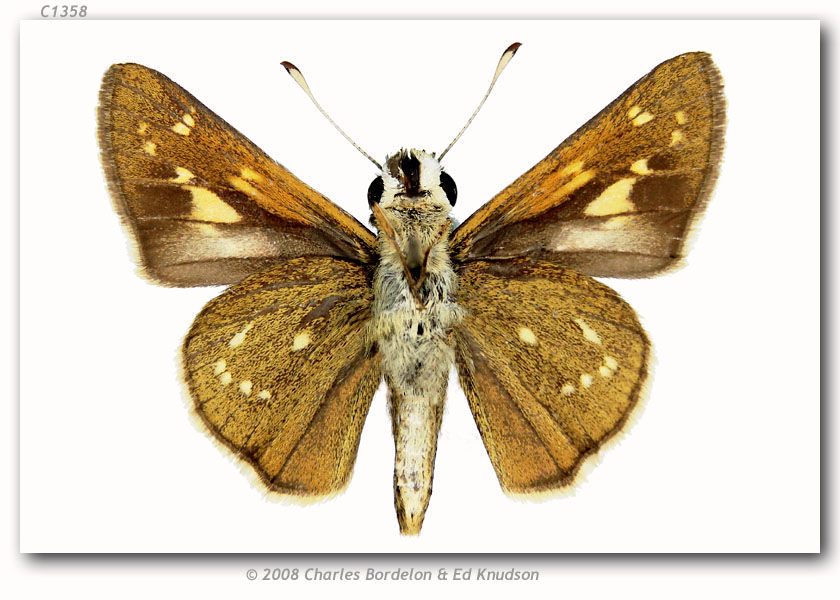 Image of Dotted Skipper