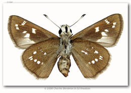 Image of Dotted Skipper