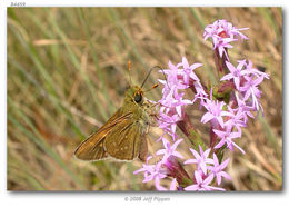 Image of Dotted Skipper