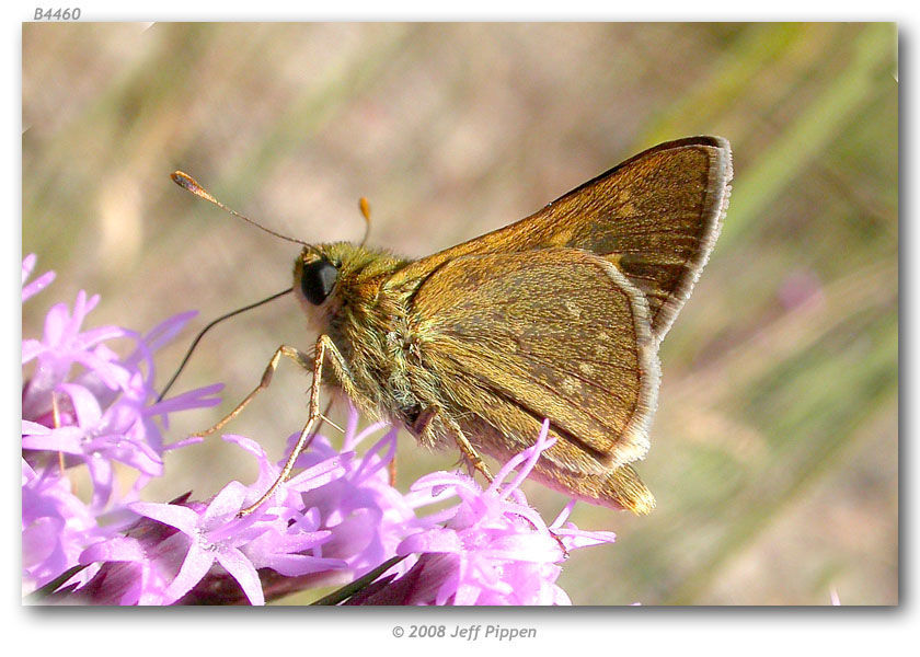 Image of Dotted Skipper