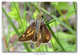 Image of Dotted Skipper