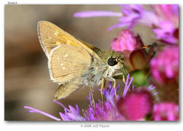 Image of Dotted Skipper