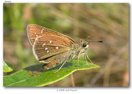 Image of Dotted Skipper