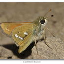 Image of Columbian Skipper