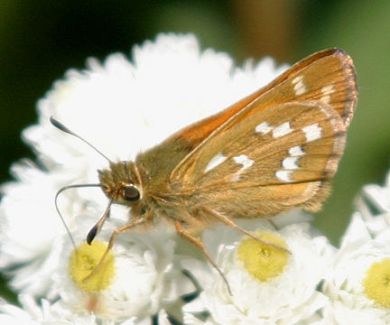 Image of Branded Skippers
