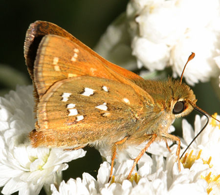 Image of Branded Skippers