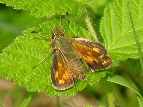 Image of Branded Skippers