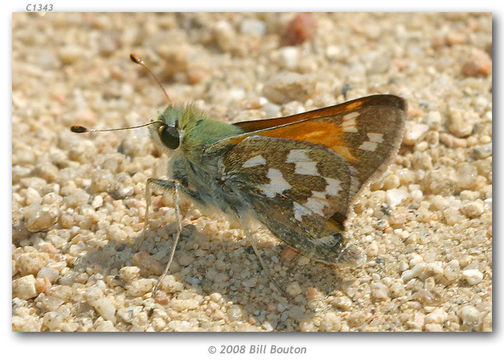 Image of Juba Skipper