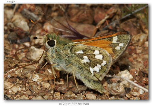 Image of Juba Skipper