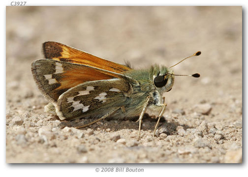 Image of Juba Skipper