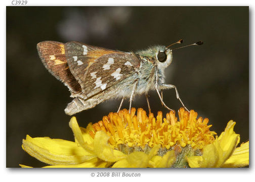 Image of Juba Skipper