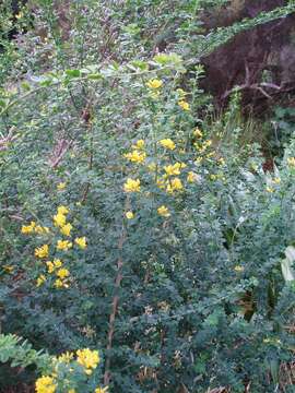 Image of French broom