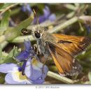 Image of Lindsey's Skipper