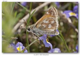 Image of Lindsey's Skipper