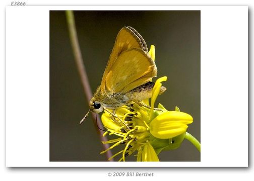 Image of Meske's Skipper