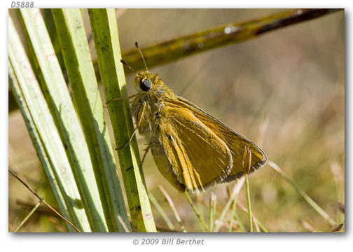 Image of Meske's Skipper