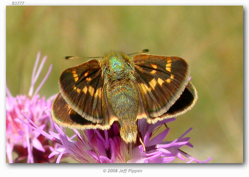 Image of Meske's Skipper