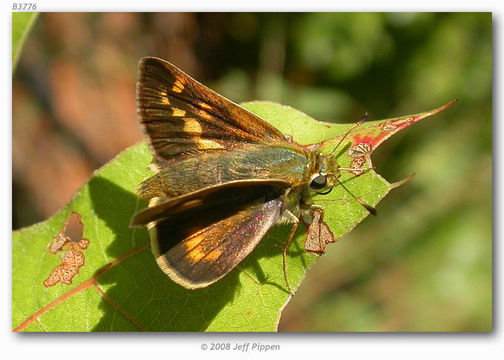 Image of Meske's Skipper