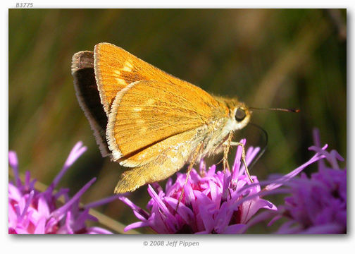 Image of Meske's Skipper