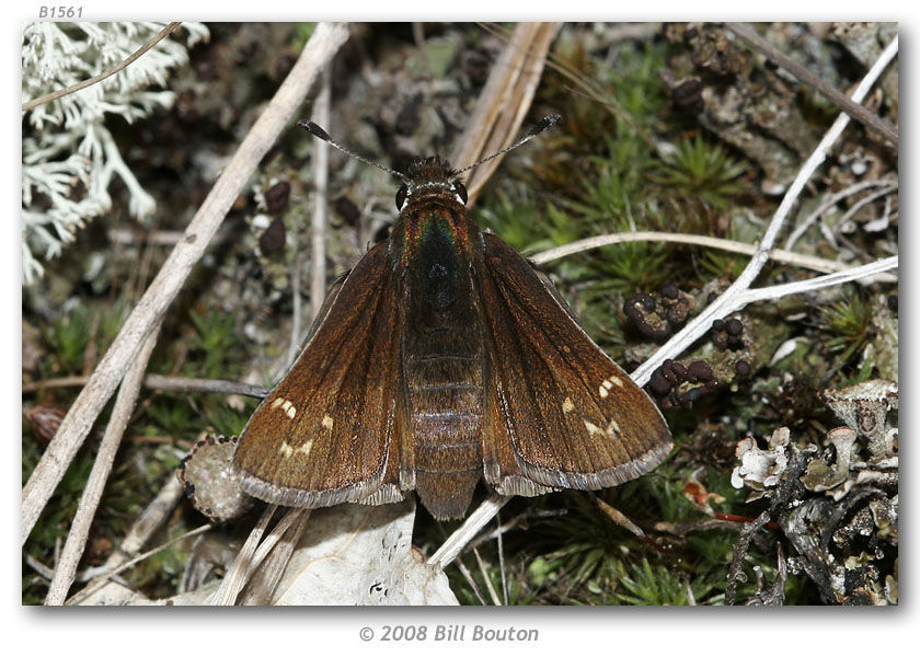 Слика од Hesperia metea Scudder 1863