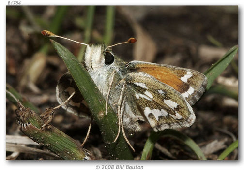 Image of Nevada Skipper