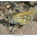 Image of Pahaska Skipper