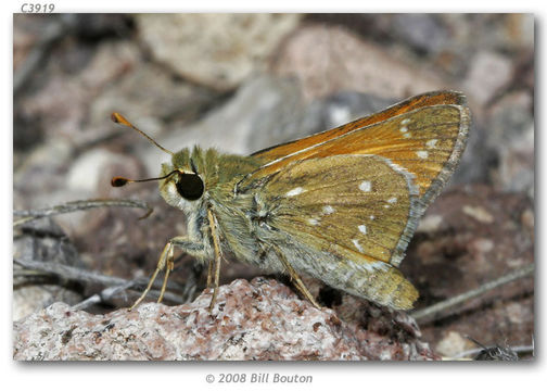 Image of Pahaska Skipper