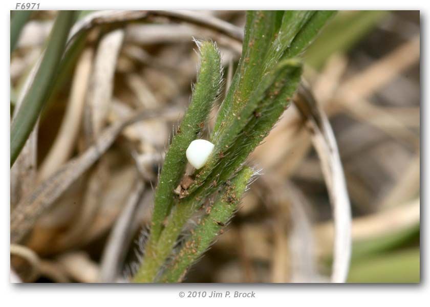 Image of Pahaska Skipper