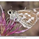 Image of Uncas Skipper