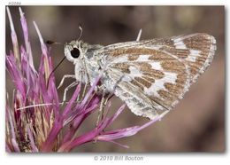 Image of Uncas Skipper